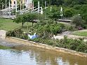 Hochwasser (318)